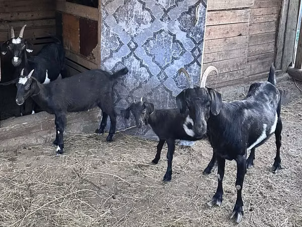 Ziege, Nubian Goat — Kasachstan