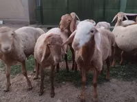 Qoʻchqor, Rhon sheep — 2-rasm