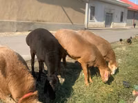 Sheep (batch, sex not specified), Arashan sheep — photo 5