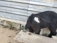 Ешкі, Alpine goat — 5-сурет
