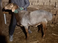 Widder, Rhon sheep — Foto 7