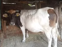 母牛, Cattle — 照片 2