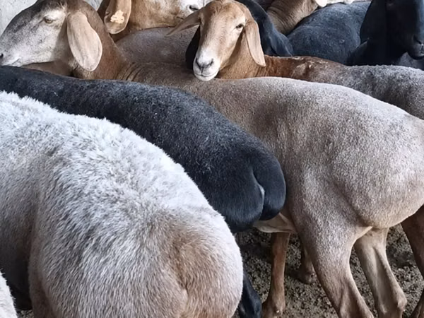 أغنام (دفعة، الجنس غير محدد), Hissar sheep — كازاخستان