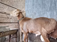 Widder, Arashan sheep — Foto 4