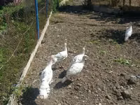 Turkeys — Foto 3