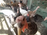 Turkeys — Foto 2