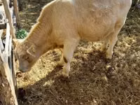 Kuh, Simmental cattle — Foto 7