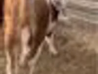 Bulle, Simmental cattle — Foto 6