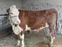 公牛, Simmental cattle — 照片 3