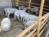 Ram, Sheep — photo 6