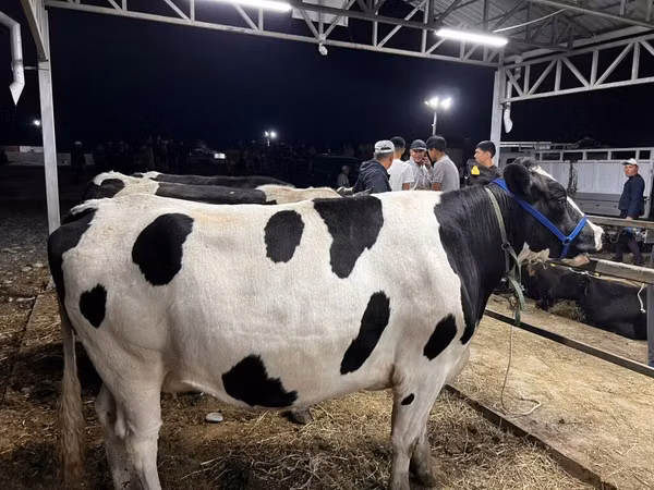 母牛, Holstein breed — 吉尔吉斯斯坦