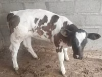 ثور, الماشية — الصورة 6