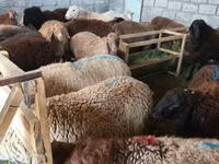Қой, Tian-Shan semifinewool sheep — 3-сурет