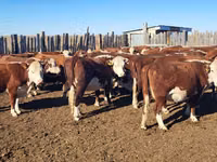 गाय, कजाख़स्तानी सफेद सिर वाली गाय — फ़ोटो 1
