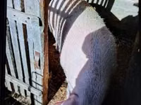 Säue, Schweine — Foto 1