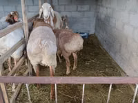 كبش, Rhon sheep — الصورة 1