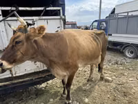 母牛, Cattle — 照片 2