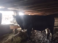 Bulle, Swiss cattle — Foto 3