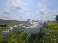 Ziege, Saanen goat — Foto 2
