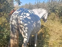 母马, Horses — 照片 4