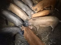 Schweine (Partie, Geschlecht nicht angegeben) — Foto 2