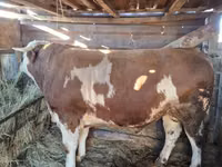 ثور, Simmental cattle — الصورة 2