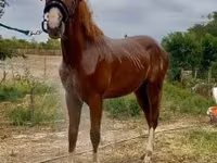 Hengst, Quarter Horse — Foto 7