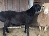 मेढ़ा, Hissar sheep — फ़ोटो 1
