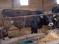 公牛, Swiss cattle — 照片 3