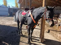 حصان, Thoroughbred horse — الصورة 2