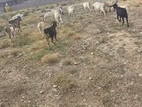 تيس, الماعز — الصورة 3
