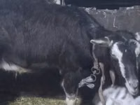 Ziege, Ziegen — Foto 3
