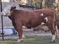 Сиыр, Simmental cattle — 2-сурет