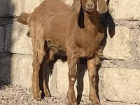 Ziege, Beetal goats — Foto 2