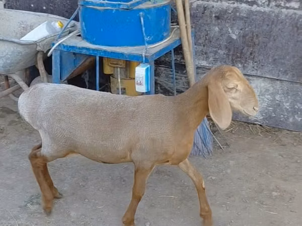 Қой, Arashan sheep