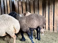 Oveja, Hissar sheep — foto 2