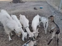 تيس, Saanen goat — الصورة 2