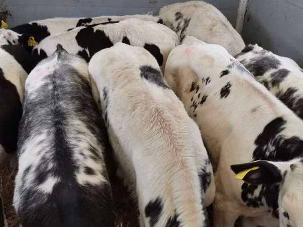 सांड, Simmental cattle