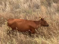 गाय, Latvian Blue cattle — फ़ोटो 1