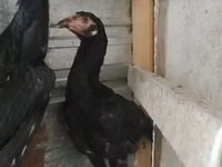 Chickens — Foto 1