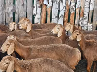 Қой, Arashan sheep — 5-сурет
