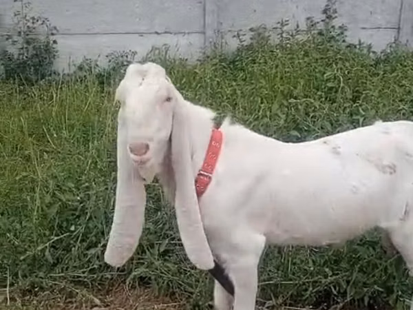 Ziegenbock, Nubian Goat — Kirgisistan