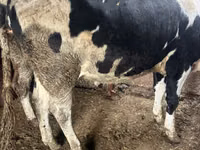 गाय, Russian Black pied cattle — फ़ोटो 3