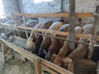 Schaf, Rhon sheep — Foto 2