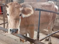 गाय, Simmental cattle — फ़ोटो 2