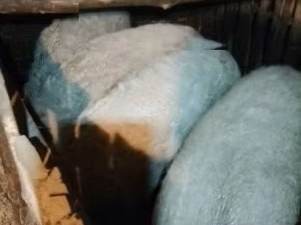 Шошқалар (топ, жынысы көрсетілмеген), 