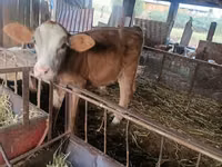 母牛, Swiss cattle — 照片 4