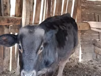 Bulle, Swiss cattle — Foto 2