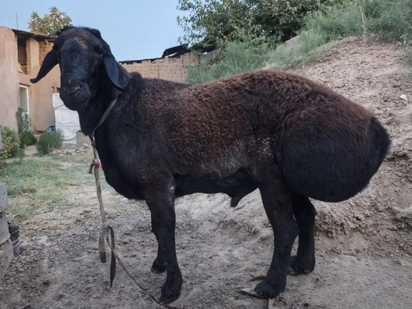 كبش, الأغنام — أوزبكستان