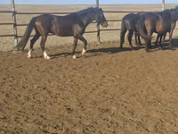 Caballo, New Altai Horse — foto 3